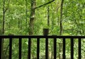 Peaceful summer porch view with coffee mug overlooking green forest for a calming summer reset
